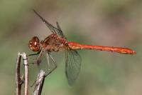 Sympetrum meridionale