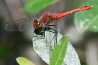 Sympetrum sanguineum