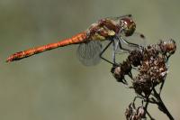 Sympetrum striolatum
