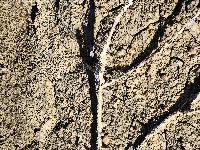 Orthetrum cancellatum