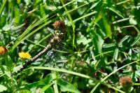 Aeshna cyanea