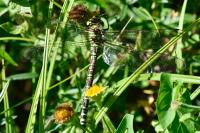 Aeshna cyanea