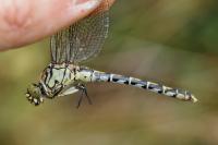 Onychogomphus forcipatus