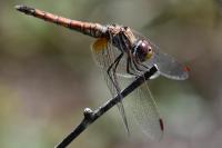 Trithemis annulata