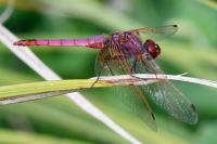 Trithemis annulata