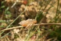 Trithemis annulata