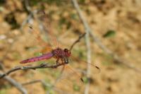 Trithemis annulata