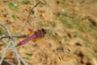 Trithemis annulata