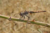 Trithemis annulata