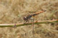 Trithemis annulata