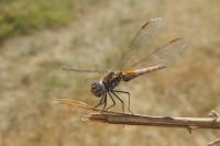 Trithemis annulata