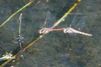 Sympetrum striolatum