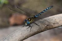 Aeshna mixta