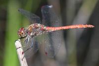 Sympetrum striolatum