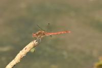 Sympetrum striolatum