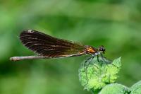 Calopteryx virgo