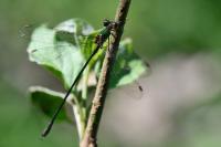 Chalcolestes viridis