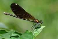 Calopteryx virgo