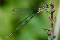 Chalcolestes viridis