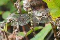 Aeshna cyanea