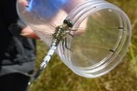 Orthetrum albistylum