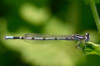 Enallagma cyathigerum
