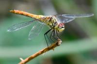 Sympetrum sanguineum