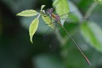 Chalcolestes viridis
