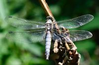 Orthetrum cancellatum