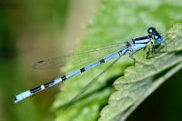 Enallagma cyathigerum