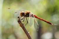 Sympetrum striolatum