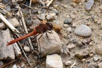 Sympetrum meridionale