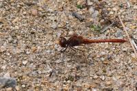 Sympetrum meridionale