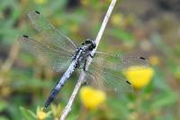 Orthetrum albistylum