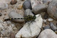Onychogomphus forcipatus