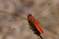 Crocothemis erythraea