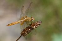 Crocothemis erythraea