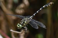 Onychogomphus forcipatus