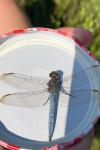 Orthetrum coerulescens coerulescens