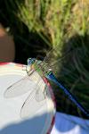 Anax imperator