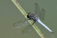 Orthetrum coerulescens