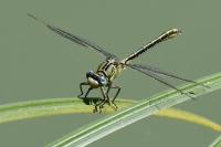 Gomphus pulchellus
