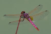 Trithemis annulata