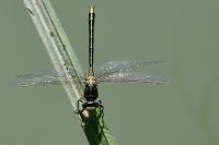 Gomphus pulchellus