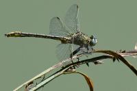 Gomphus pulchellus
