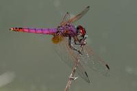 Trithemis annulata