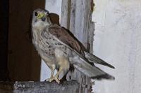 Falco tinnunculus