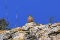 Emberiza hortulana