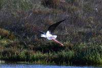 Himantopus himantopus