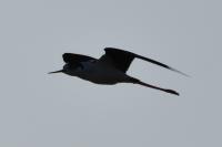 Himantopus himantopus
